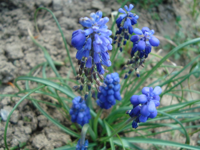 DSC01014Muscari - Alte flori de gradina 2014-2015