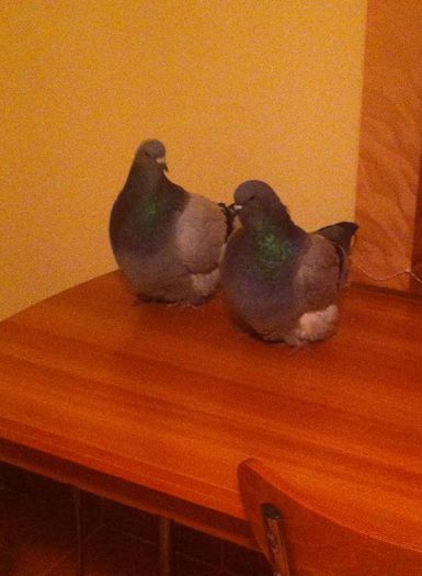 10967023_714592241988569_447831059_n