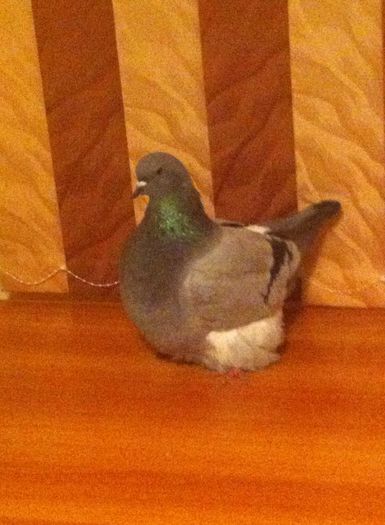 10961956_714592275321899_1398420939_n