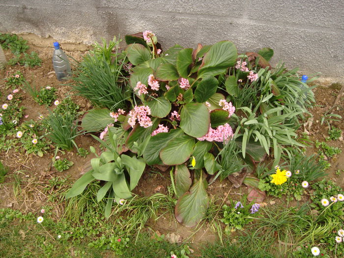 DSC02572  Bergenia - Alte flori de gradina 2014-2015