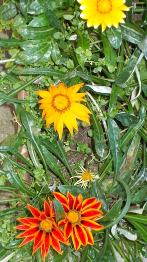 DSCN0247  Gazania