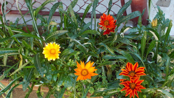 DSCN0250