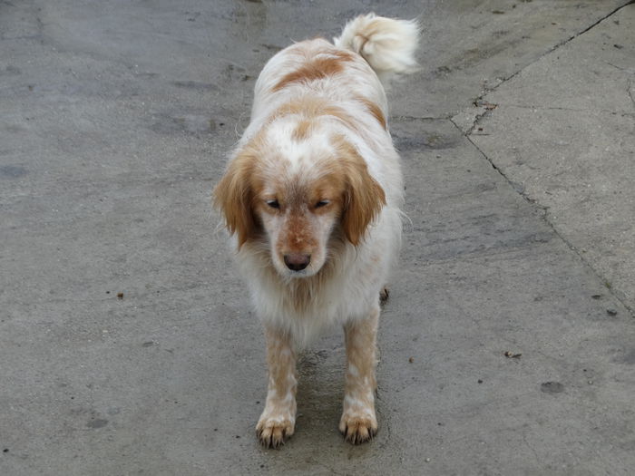 DSC05071 - Cainii mei