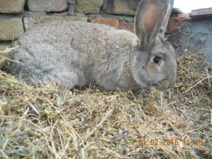 IEPURI 01-02-2015 022