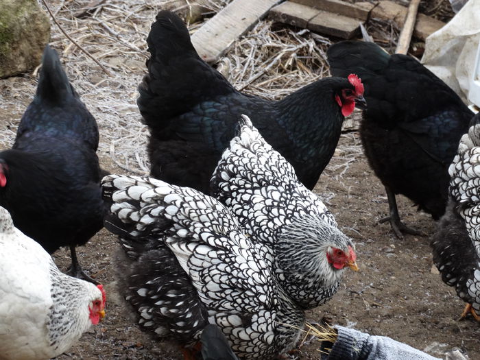 DSC09122 - Gaini 2015