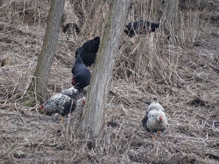 DSC09129 - Gaini 2015