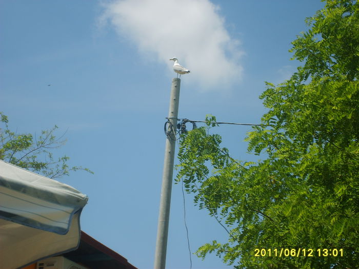 S5002113