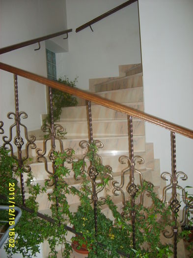 IEDERA PE SCARA - fLORILE    LUI   TEO