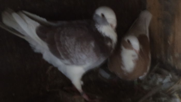 per.3; masc 2014 ,pem din matca de patru ani,pret 200 lei cu transport inclus
