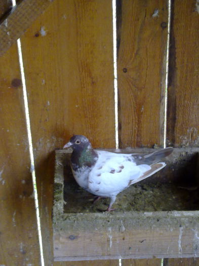 meulemans
