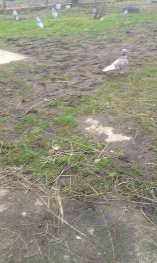 10961679_781698351908815_1523218001_n - Porumbei Voiajori