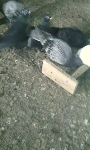 10959135_781697985242185_1021342415_n