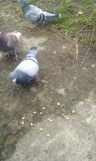 10965446_781698425242141_444875255_n