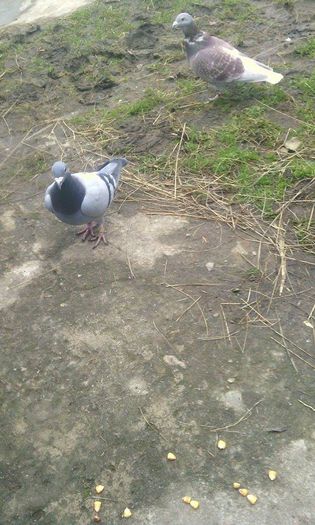 10965662_781698368575480_1034722726_n