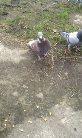 10966571_781698388575478_92567499_n