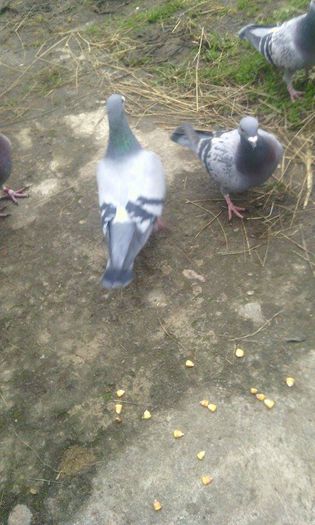 10966860_781698405242143_565261034_n