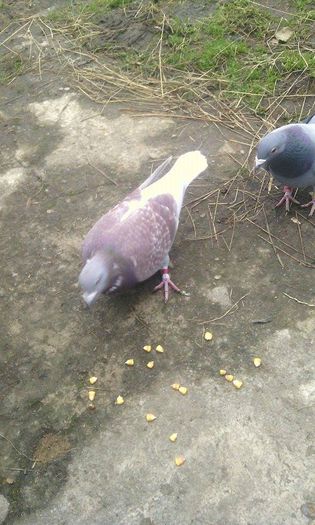 10967863_781698441908806_1012436660_n