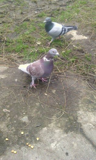 10968054_781698375242146_1820428836_n - Porumbei Voiajori