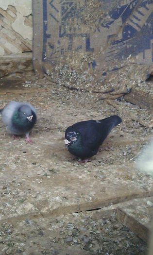 10954729_781696878575629_372829398_n