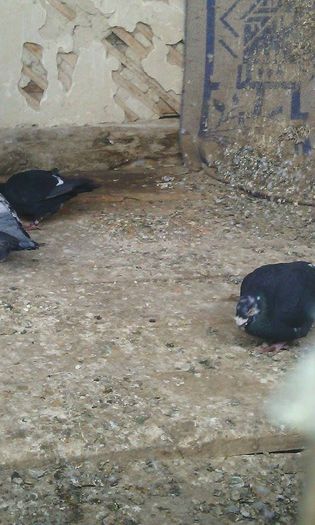 10956123_781696891908961_87896243_n