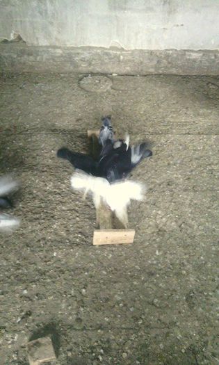 10961696_781698291908821_284808583_n