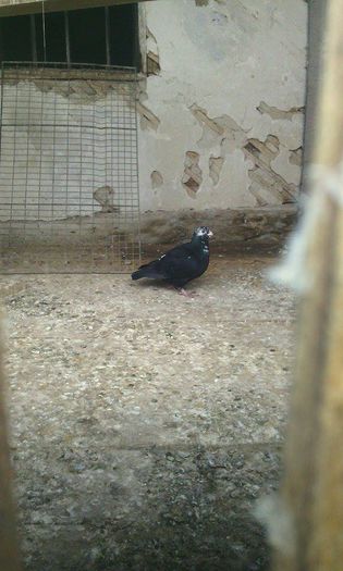 10966498_781697161908934_1300011223_n