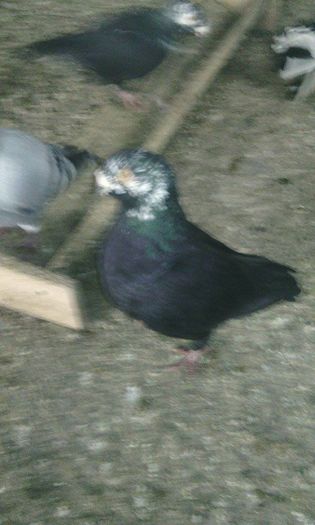 10966594_781697828575534_955971402_n