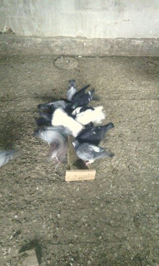 10967833_781698301908820_2000036960_n