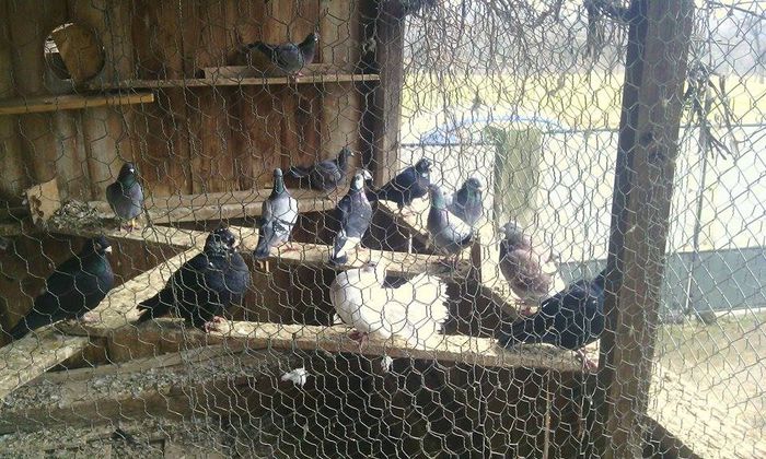 10967994_781697575242226_1686661761_n