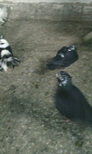 10968088_781697785242205_1177124907_n