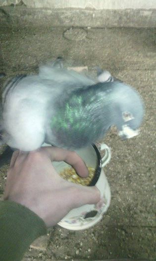 10968290_781698198575497_284268007_n