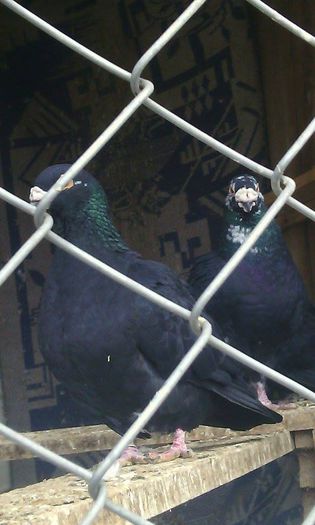 10965850_781697218575595_1485122312_n