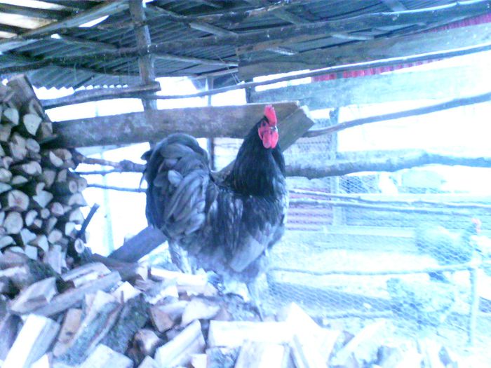 IMG00213 - australorp albastru