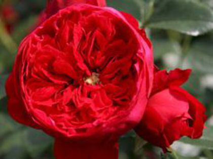 rose florentina climber. - Trandafir Florentina