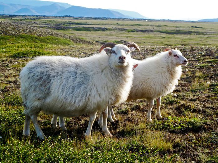 Icelandic Sheep rezistente la frig - Rase de oi si capre-Poze deosebite-6