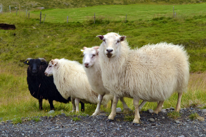 Oi Icelandic frumoase - Rase de oi si capre-Poze deosebite-6