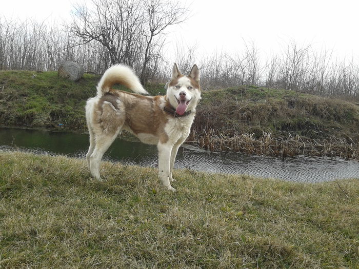 2015-01-30 13.35.48 - Husky Siberian