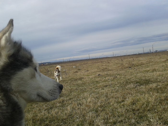 2015-01-31 14.23.02 - Husky Siberian