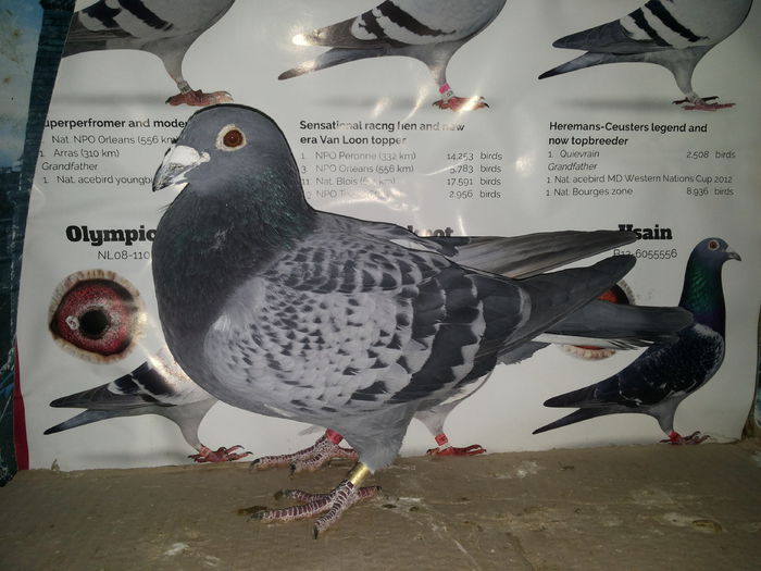 porumbei mulemans 295 VANDUT