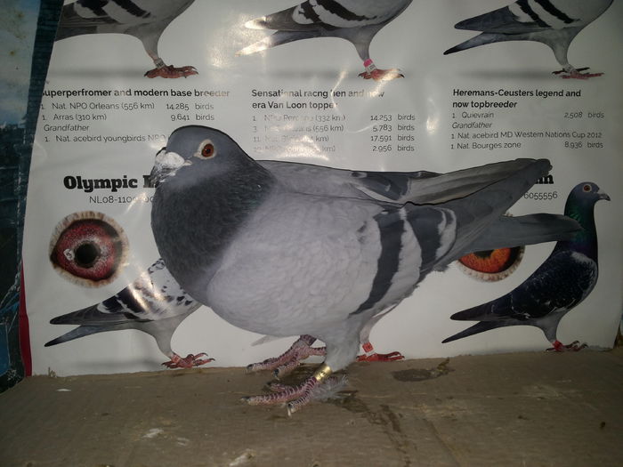 porumbei mulemans 308 VANDUT