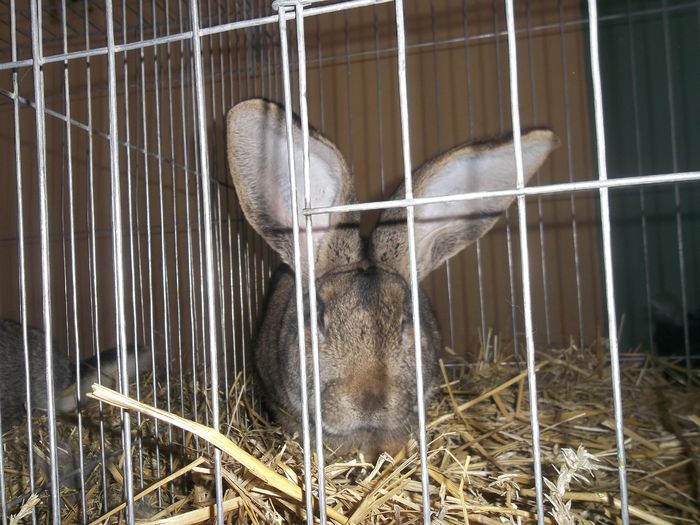 Campionul meu si al expozitiei, 95,5 pct.