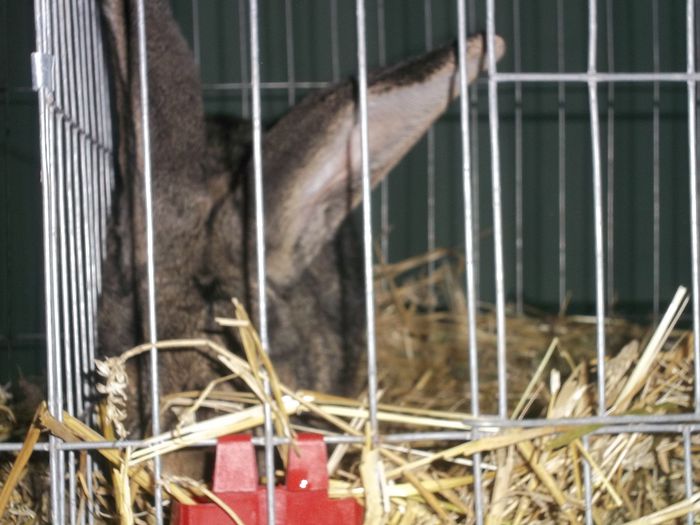 Expozitie Aiud ianuarie 2015 021