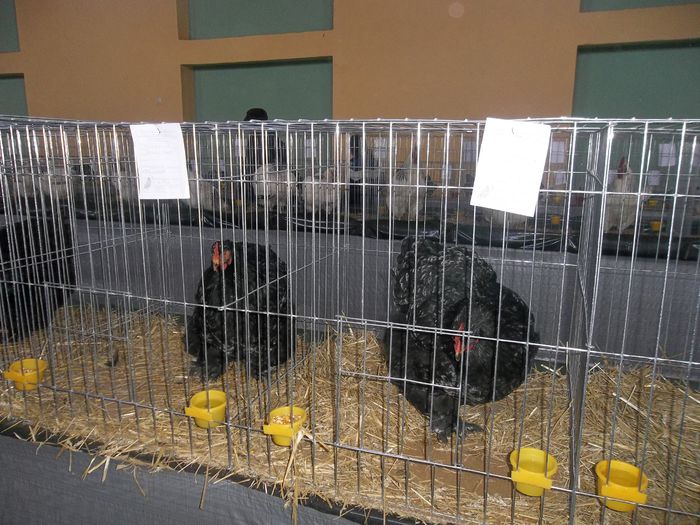 Gainile cochinchina urias