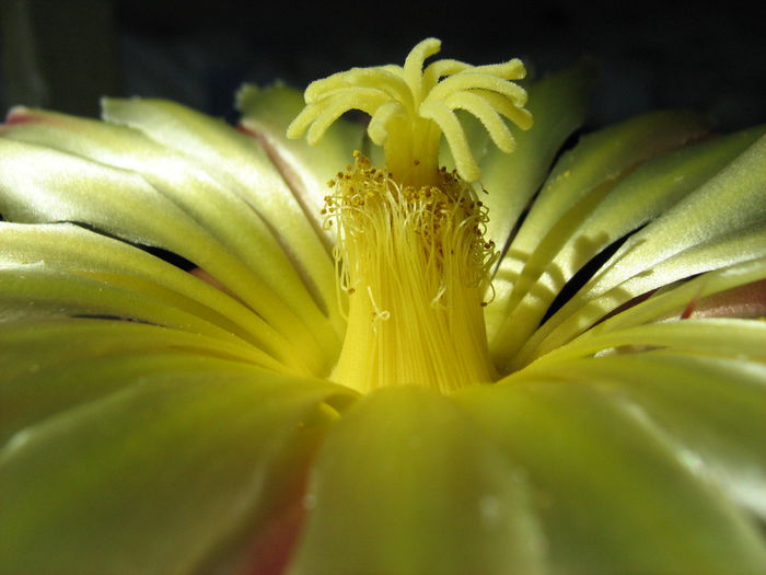 IMG_1467 - Flori de Cactus