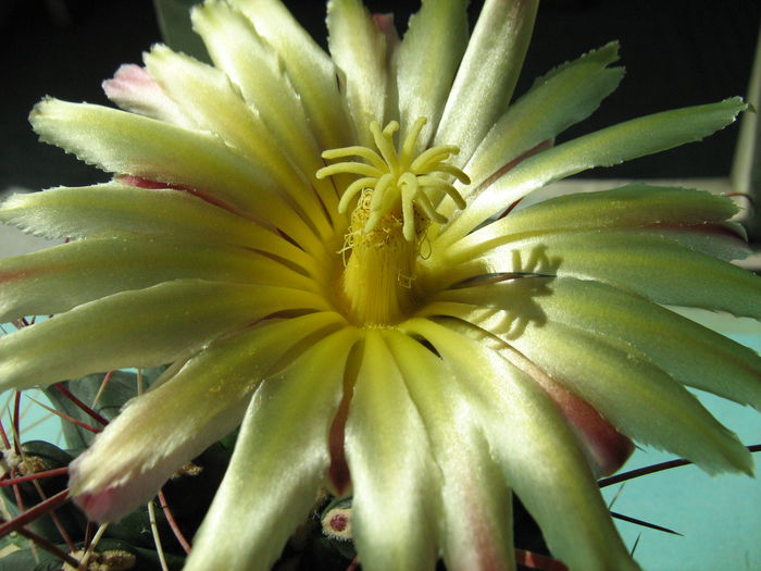 IMG_1471 - Flori de Cactus