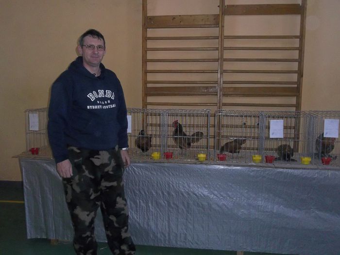 Luca Ioan si gainile rasa Sebright