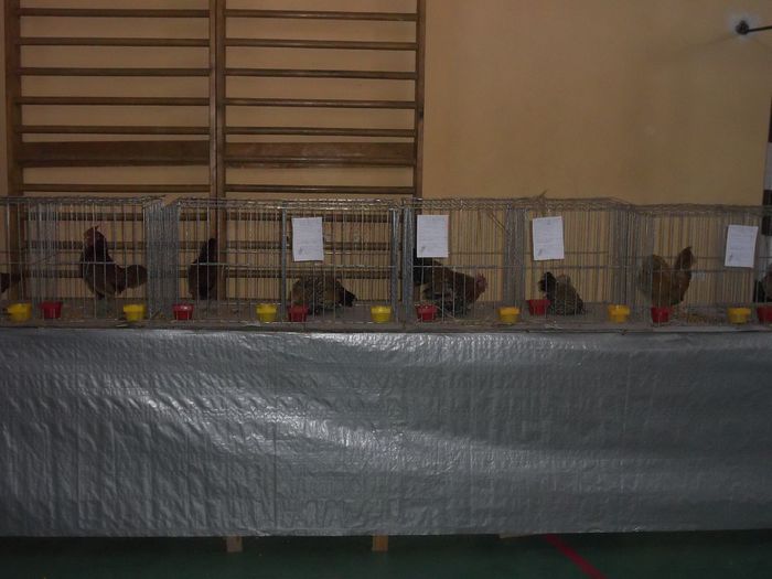 Expozitie Aiud ianuarie 2015 044