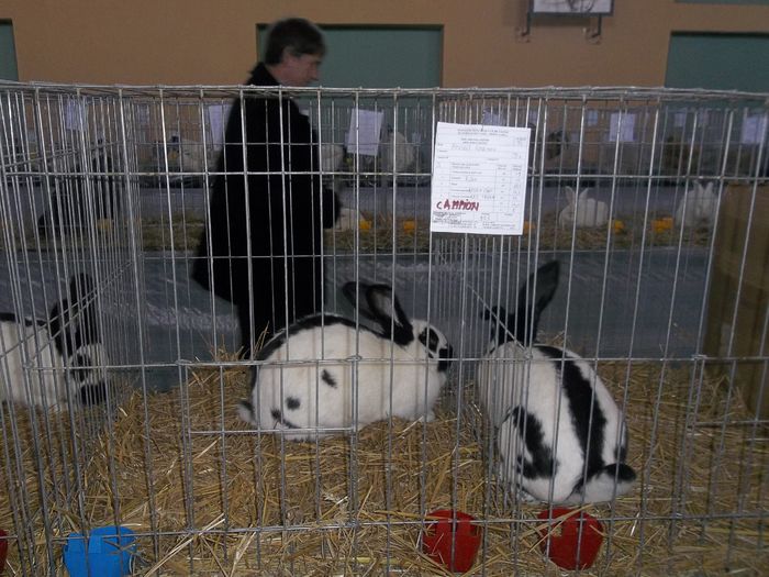 Expozitie Aiud ianuarie 2015 051