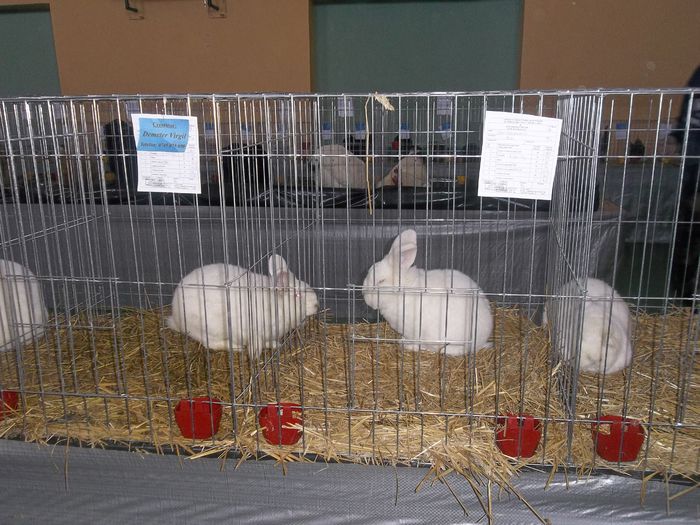 Expozitie Aiud ianuarie 2015 054