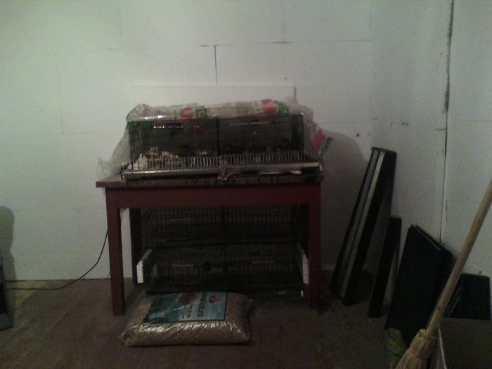 IMG00386 - PREPELITE OUATOARE